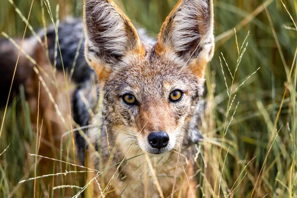 Closeup Portrait Jackal Standing Green Grass Looking Camera — Zdjęcie stockowe