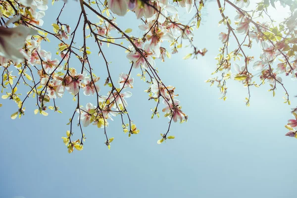 青空を背景に枝に白とピンクのマグノリアの花 — ストック写真