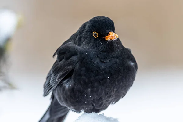 A shallow focus shot of a common blackbird