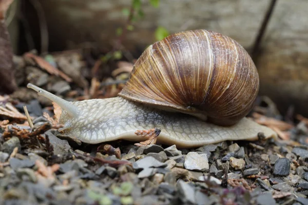 Close Shot Grape Snail Spring Rain Shower Mibu — Stock Photo, Image