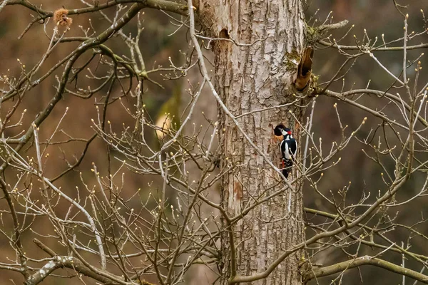 Adorable Great Spotted Woodpecker Perched Bare Tree Branch Woods — Fotografia de Stock