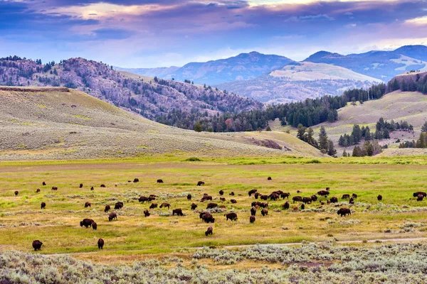 Large Herd American Buffalo Bison Bison Yellowstone National Park Wyoming — Fotografie, imagine de stoc