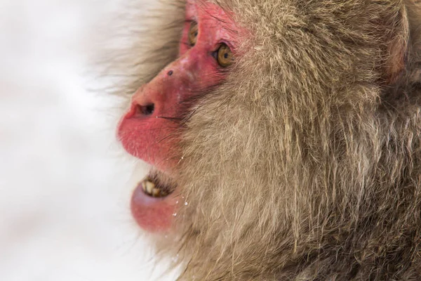 Closeup Shot Macaque Isolated Blurred Background — Stockfoto