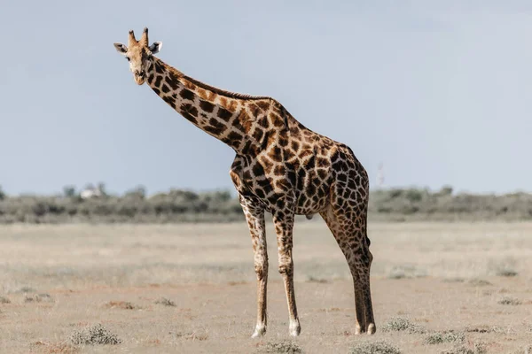 Closeup Giraffe Standing Deserted Landscape Sunny Day — Stock Photo, Image