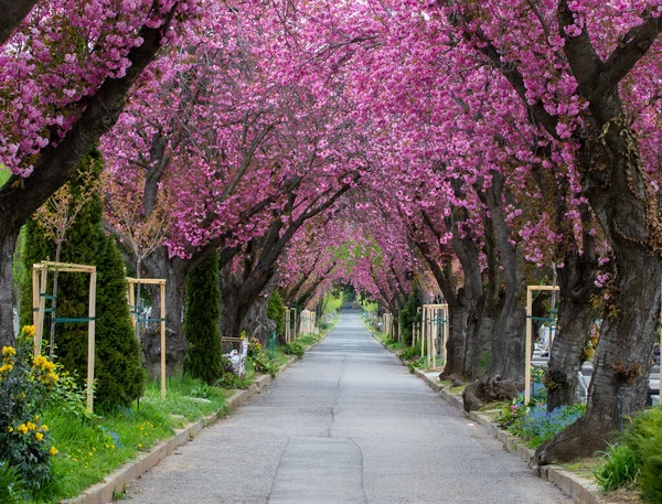 Alley Park Flowering Japanese Cherry Trees — Zdjęcie stockowe