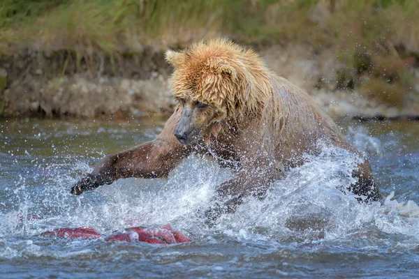 Ours Brun Attrapant Des Poissons Dans Une Rivière Katmai Alaska — Photo