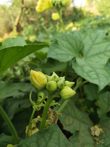 Luffa Aegyptiaca Zucca Spugna Cetriolo Egiziano Luffa Vietnamita Una Specie — Foto Stock