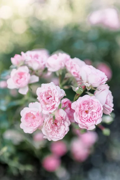 Una Toma Vertical Rosas Rosadas Hermoso Jardín Sobre Fondo Borroso —  Fotos de Stock