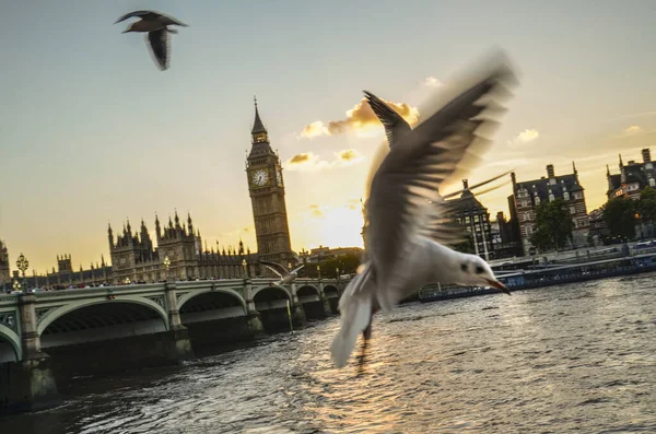 Vrije Meeuwen Die Boven Rivier Theems Vliegen Een Achtergrond Van — Stockfoto