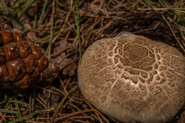 Tasty Macrolepiota Procera Wild Mushroom Next Pineapple — Stock Photo, Image