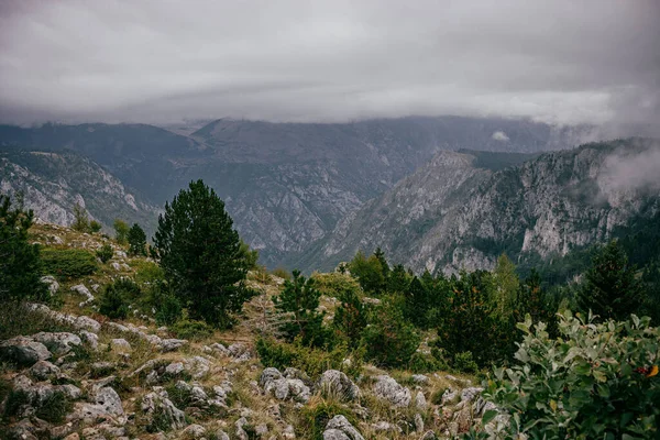 Die Schöne Aussicht Auf Die Grünen Bäume Gegen Die Bergkette — Stockfoto