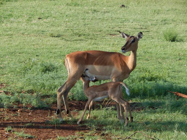 Een Vrouwelijke Antilope Met Zijn Baby Het Veld — Stockfoto