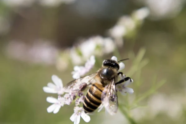 A bee collecting nectar from flower of coriander. scientific name of coriander is : Coriandrum sativum, Scientific Name of bee is: Anthophila