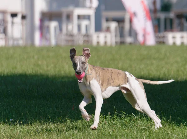 Ein Junger Whippet Hund Mit Brauner Und Weißer Haut Läuft — Stockfoto