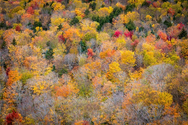 Vista Panorâmica Folhagem Outono Uma Floresta Densa Durante Dia Região — Fotografia de Stock