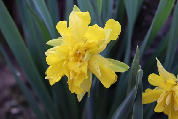 Tiro Seletivo Foco Uma Flor Amarela Narcissus Jardim — Fotografia de Stock