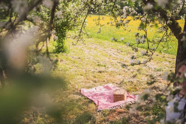 A pink blanket and a wicker basket under blooming trees for a picnic
