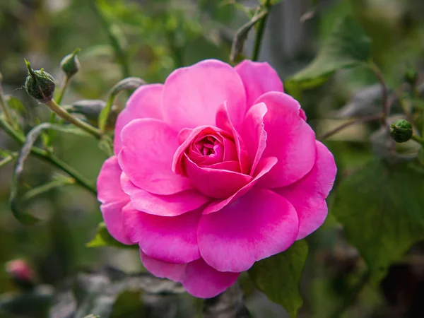 Primer Plano Una Rosa Rosa Sobre Fondo Borroso —  Fotos de Stock