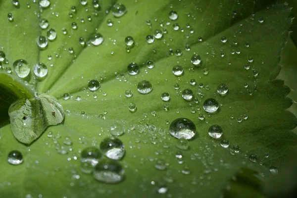 Gros Plan Gouttes Eau Sur Une Feuille Sous Lumière Soleil — Photo