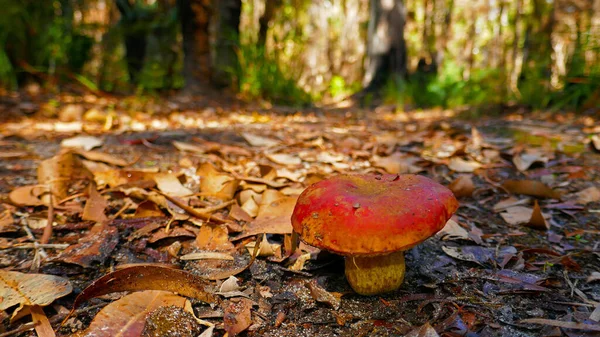 Bright Red Mushroom Top Popping Leaf Litter Floor — Stock Photo, Image