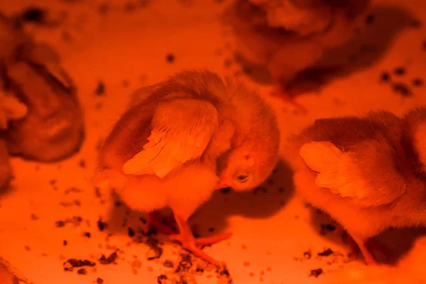 Closeup Adorable Chicks Red Light — Stock Photo, Image