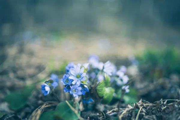 Selective Focus Beautiful Primrose Flower Shrub Ground Blurred Background — Stock Photo, Image
