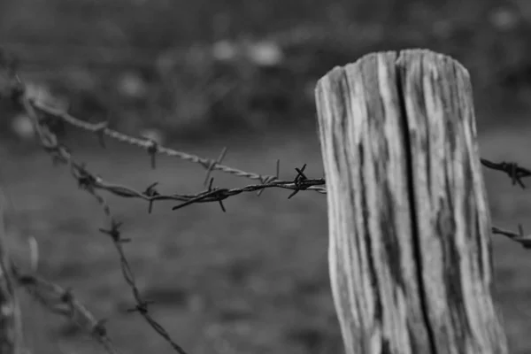 Detailní Snímek Stupních Šedi Ostnatého Drátěného Plotu Poli Rozmazaným Pozadím — Stock fotografie