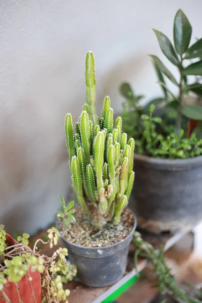 Primer Plano Plantas Verdes Cactus Creciendo Macetas Plantas Estante Madera — Foto de Stock