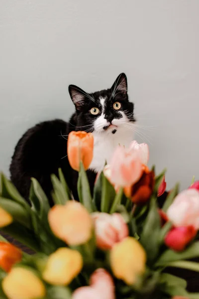 Cute Black White Cat Bouquet Tulips — Stock Photo, Image