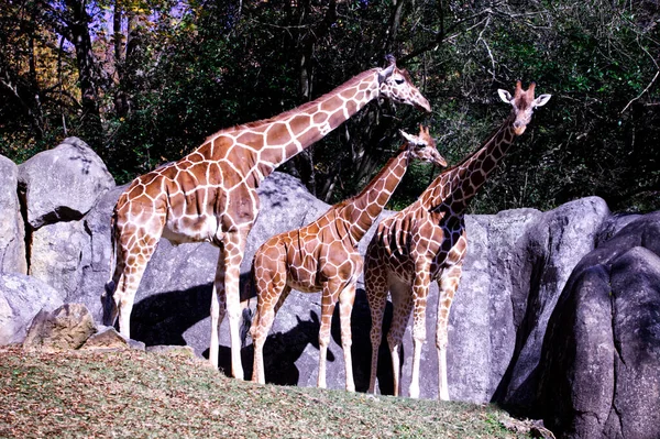 Tower Giraffes Standing Front Huge Rocks Sunny Day — Stockfoto