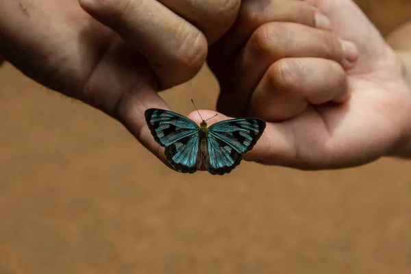 Μια Μπλε Πεταλούδα Στα Δάχτυλα Ενός Φιλικού Ατόμου — Φωτογραφία Αρχείου