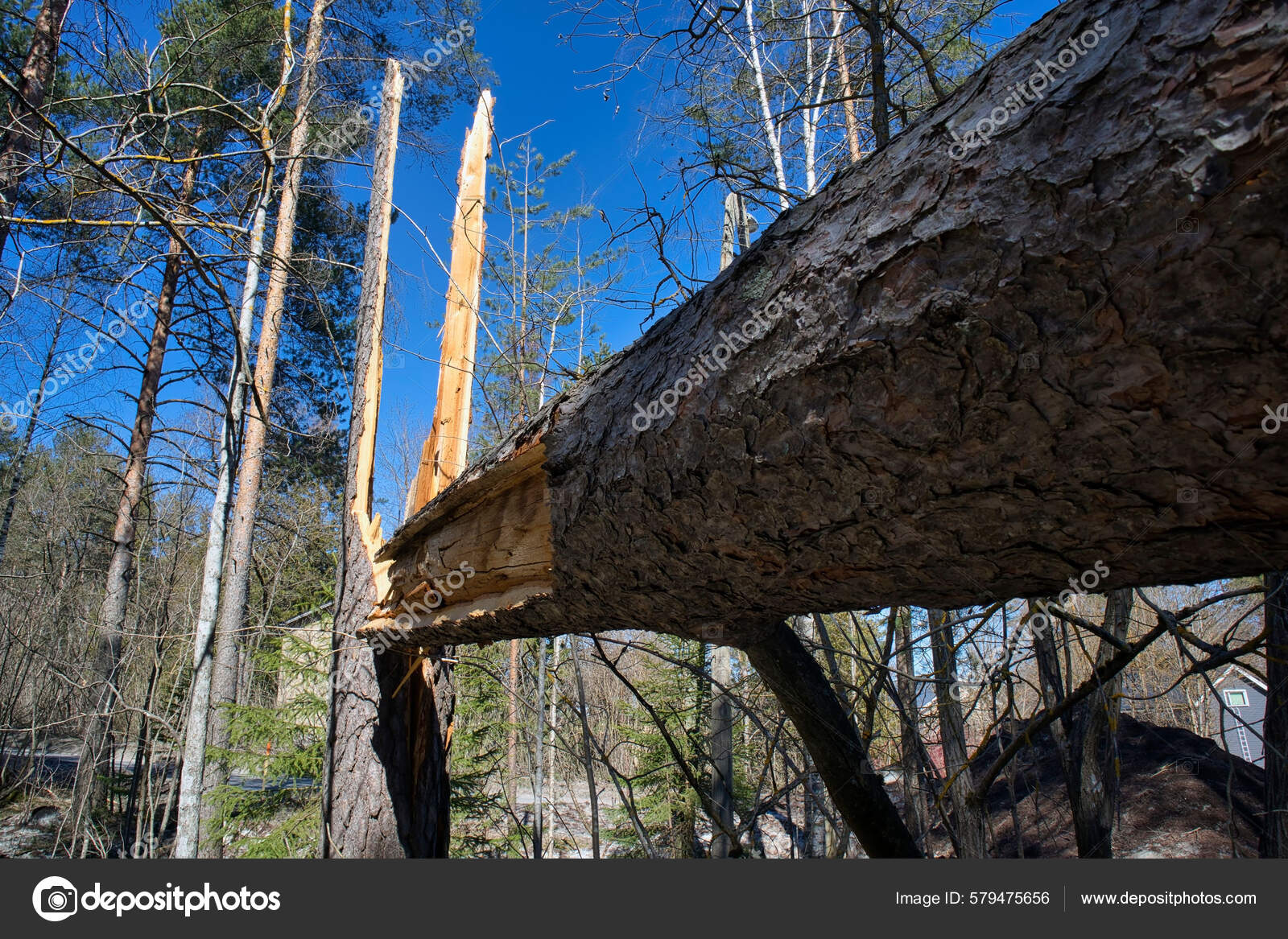 Broken Pinus Sylvestris Pine Tree Forest Storm — Stock Photo ...