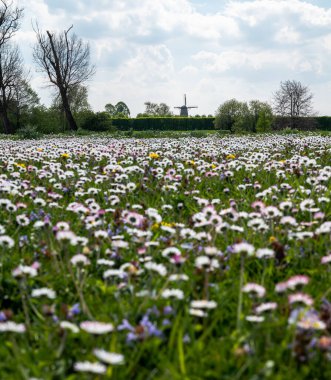 A blurred shot of white flowers in a field