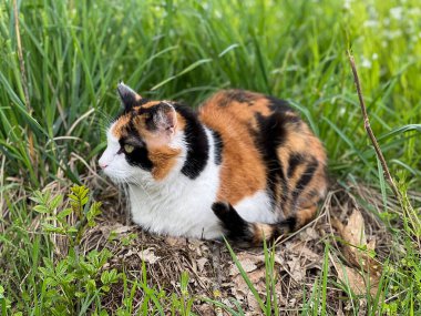 Yeşil çimlerin üzerinde yatan güzel bir kedinin yakın plan çekimi.