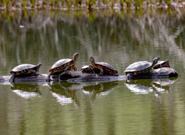 The reflection of turtles on the wood in the lake