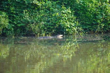An alligator in the lake with trees in the background