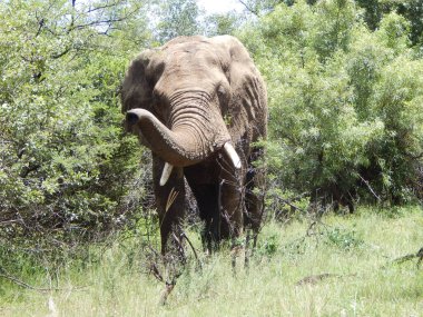Ormandaki muazzam bir fil manzarası.
