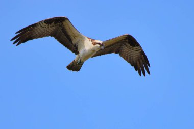 Mavi gökyüzünde uçan bir kartalın yakın çekimi.