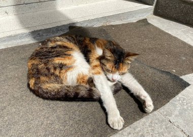 Adorable homeless cat sleeping on the ground and getting sun