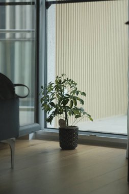 A vertical shot of a Dwarf umbrella tree in a pot against the window in the office