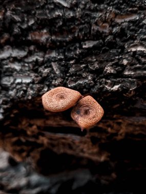 Ormandaki büyük bir kayanın üzerinde büyüyen doğal yosunların yakın plan çekimi.