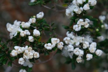 A closeup shot of snowberries over a blurry background