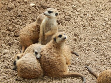Sıkışık bir bölgede bir grup mirket (Suricata suricatta)