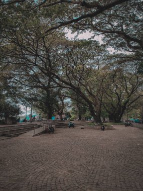 Parktaki ağaçların yakın çekimi.