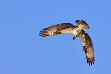 Mavi gökyüzünde süzülen bir Osprey manzarası