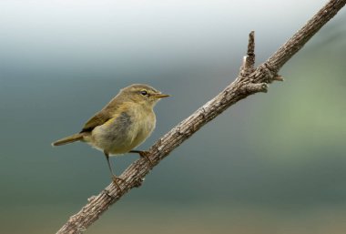 Bulanık bir arkaplanda bir ağacın dalındaki sıradan bir şifonyerin yakın plan çekimi.