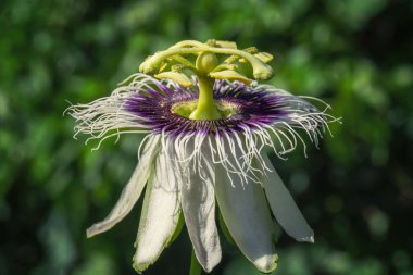 Bahçede yetişen Passiflora Caerulea 'nın yakın çekimi.