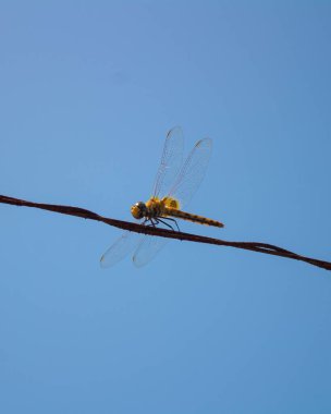 Bir Dragonfly 'ın dikey alçak açılı görüntüsü açık arkaplanda ince bir ipte.