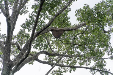 Ağaç dalında sallanan bir bal arısı sürüsü