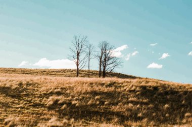 Mavi gökyüzü arka planında kırsal bir alanda çıplak dalları olan ağaçların manzarası